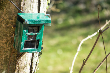 hunting camera, camera attached to a tree, used by hunters to spy wild animals