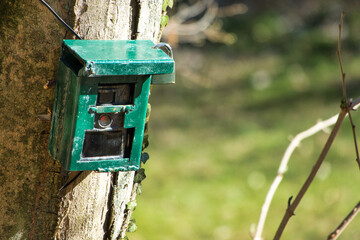 hunting camera, camera attached to a tree, used by hunters to spy wild animals