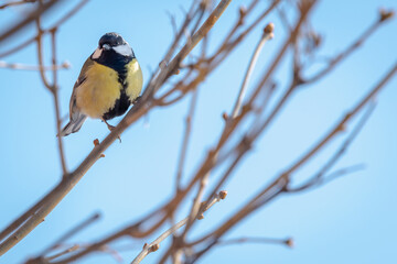 Spring birds on branches without leaves.