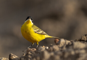 Yellow Wagtail at Asker marsh, Bahrain