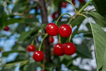 Duke Cherry (Prunus avium x Prunus cerasus) in orchard