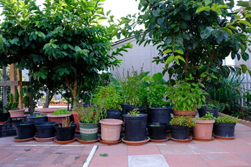 Potted herbs in the garden.