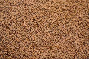 Closeup of sprouted barley malt grain