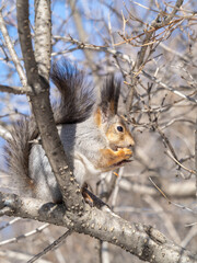 The squirrel with nut sits on tree in the winter or late autumn