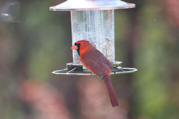 Closeup shot of the Red Cardinal bird near the feeder in the garden on a sunny day