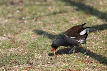 coot aquatic bird in freedom hunting in the meadow