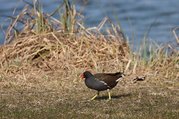 coot aquatic bird in freedom hunting in the meadow