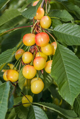 Sweet Cherry (Prunus avium) in orchard