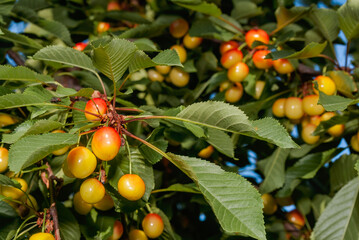 Sweet Cherry (Prunus avium) in orchard