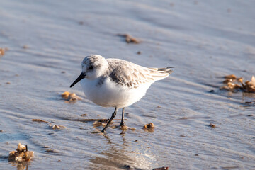 Sanderling foraging for food on Horsey Gap beach in north Norfolk, UK. Photographed in January 2022.