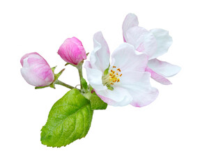 Branch of a blossoming apple tree