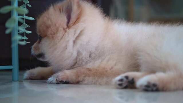 Cute Pomeranian lying on warm floor indoors. Senior dog small pet sleep at cozy home. Resting dog concept