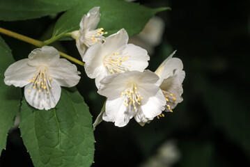 Sweet Mock-orange (Philadelphus coronarius) in park