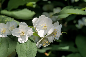Sweet Mock-orange (Philadelphus coronarius) in park