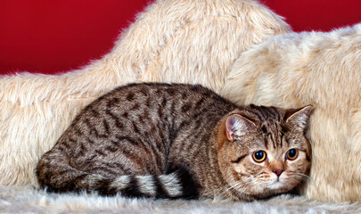 Naklejka premium A cute Scottish fold cat sitting on a couch on green background.