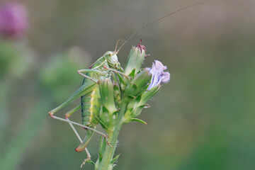 A grasshopper with a long mustache sits on a Chicory plant with unopened flowers on a dark...