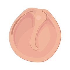 eardrum human part
