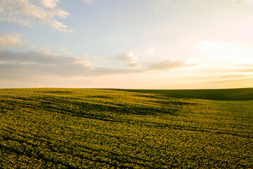 Aerial view of bright green agricultural farm field with growing rapeseed plants at sunset.