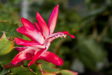 False Christmas Cactus (Schlumbergera truncata) in greenhouse