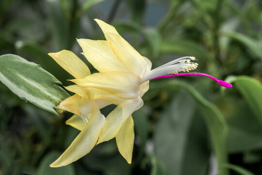 False Christmas Cactus (Schlumbergera truncata) in greenhouse
