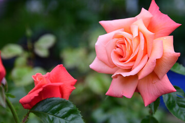 Closeup shot of orange-red hybrid tea roses - obrazy, fototapety, plakaty