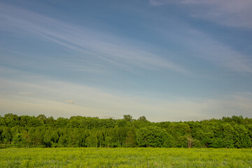 Fototapeta na wymiar Green grass, forest and blue sky background with Scotland cloud.