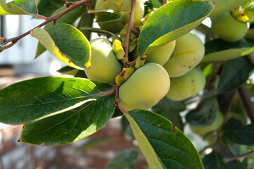 Persimmon on a tree in the garden.