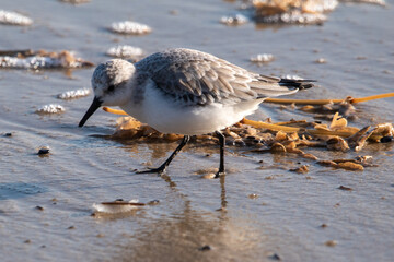 Sanderling foraging for food on Horsey Gap beach in north Norfolk, UK. Photographed in January 2022.