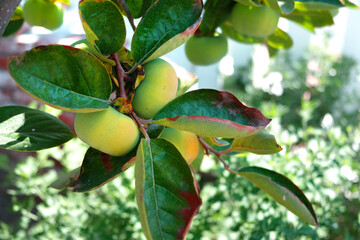Persimmon on a tree in the garden.