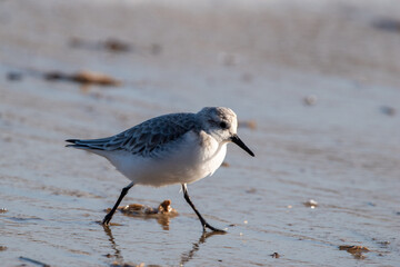 Sanderling foraging for food on Horsey Gap beach in north Norfolk, UK. Photographed in January 2022.