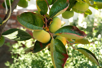 Persimmon on a tree in the garden.