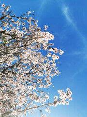 Low Angle Shot eines Mandelbaums, der im Frühling blüht