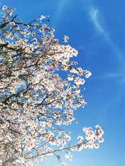Selbstklebende Fototapete Blaue Jeans Low Angle Shot eines Mandelbaums, der im Frühling blüht