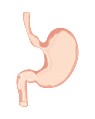 stomach human body part