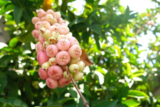 Wax apple, java apple, rose apple, wax jambu, tr&aacute;i mận.