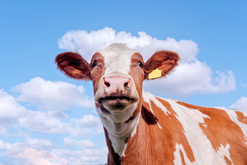A beautiful red cow against the background of the sky