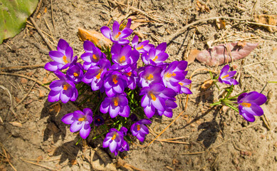 a bush of beautiful purple crocuses - the first spring flowers, basking and growing in the warm sun
