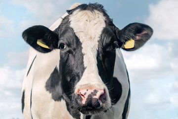 A large black and white cow against the background of the sky and clouds. Close-up.