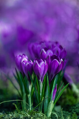 Fototapeta na wymiar piękne krokusy w fioletowym kolorze w ogrodzieplakat z fioletowymi krokusami. Crocus sieberi