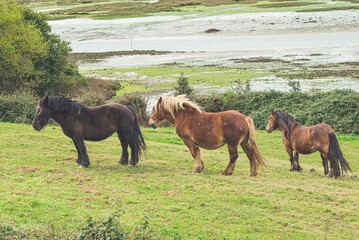 hispanic breton horses in the countryside 