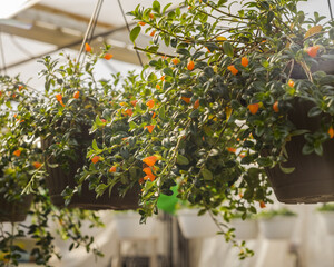 Natural view of goldfish plant hanging on the pots