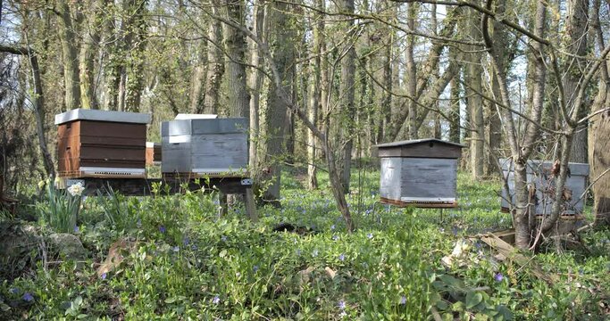 Ruches en for&ecirc;t au printemps 