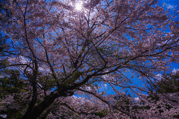 建長寺の満開の桜