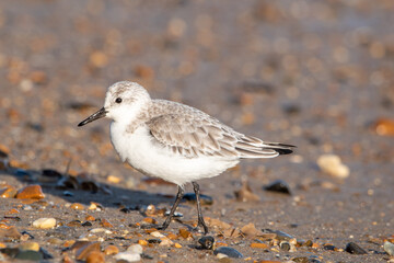 Sanderling foraging for food on Horsey Gap beach in north Norfolk, UK. Photographed in January 2022.