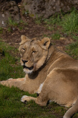 A lioness lies exhausted on the ground and licks her fur. The lions are mostly found in southern Africa and are unfortunately often hunted by poachers.