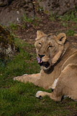 A lioness lies exhausted on the ground and licks her fur. The lions are mostly found in southern Africa and are unfortunately often hunted by poachers.