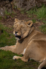 Fototapeta na wymiar A lioness lies exhausted on the ground and licks her fur. The lions are mostly found in southern Africa and are unfortunately often hunted by poachers.