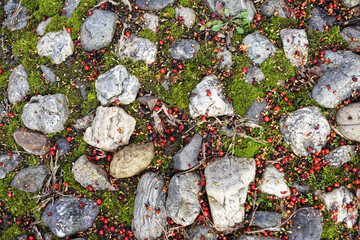 Top view of stones in a green ground with red fruits