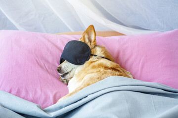red dog sleeping with sleeping mask on in bed. early morning lights	
