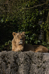 A lioness lies wearily on a rock watching the wilderness for prey. This big cat is really a very majestic animal and really dangerous. The beauty of nature.